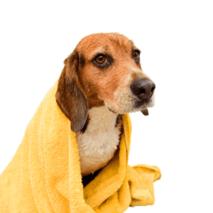 כלב אחרי מקלחת עטוף במגבת