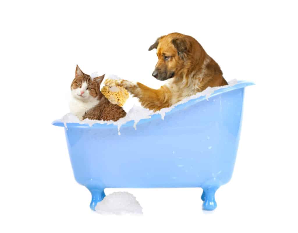 מקלחת לכלבים