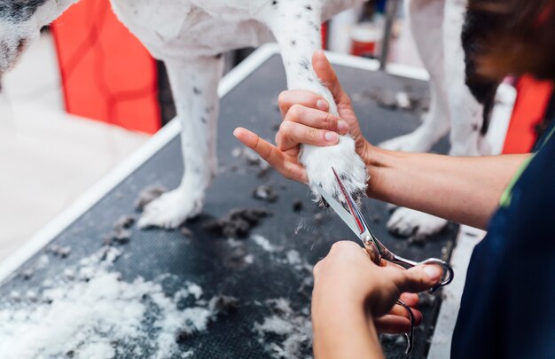 הפרטים הקטנים שעושים הבדל גדול בטיפוח הכלב שלך