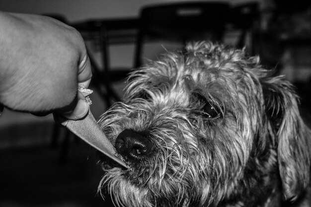 הפרטים הקטנים שעושים הבדל גדול בטיפוח הכלב שלך