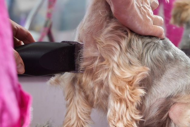 שגרת טיפוח חכמה: מתי ואיך לקצר את הפרווה של הכלב שלך