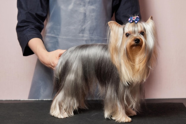 הטאצ' המקצועי שמעניק לכלב שלך מראה מטופח ונעים