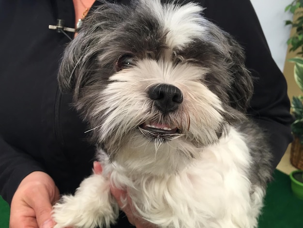 הטאצ' המקצועי שמעניק לכלב שלך מראה מטופח ונעים