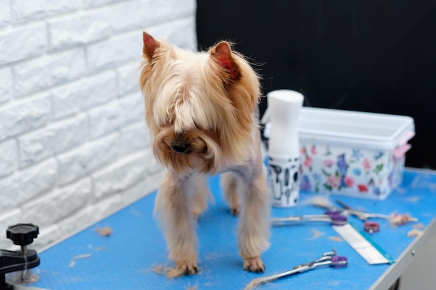 כשהפרווה מתארכת: איך לשמור על מראה מסודר ונעים לכלב שלך