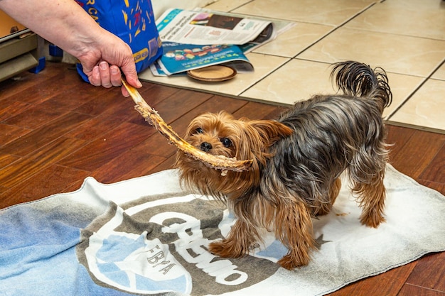 כשהפרווה מתארכת: איך לשמור על מראה מסודר ונעים לכלב שלך