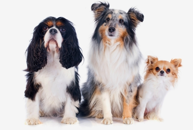 "שלושה כלבים מטופחים אחרי תספורת וטיפול ספא במספרת כלבטוש פלורנטין תל אביב"