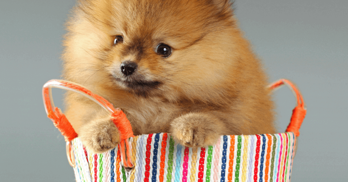 פומרניין (1) אחרי טיפוח פומרנייאן