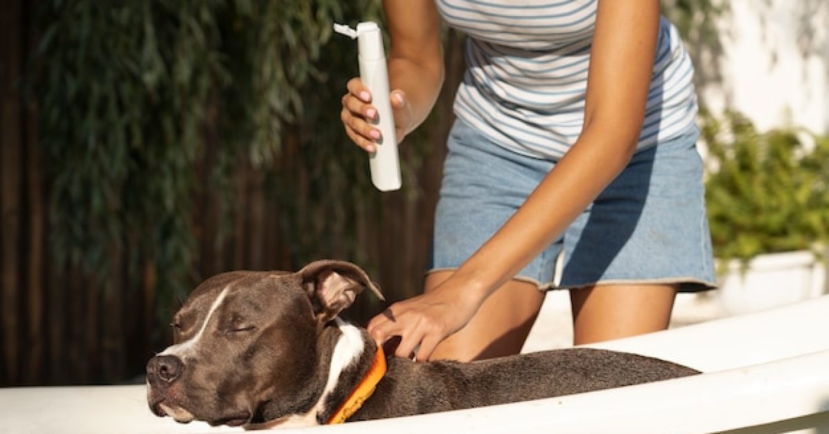 how-to-keep-your-dogs-ears-clean-and-healthy איך לשמור על אוזני הכלב נקיות ולמנוע בעיות בריאותיות