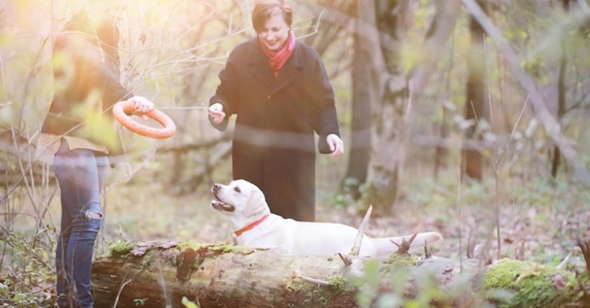 how-to-make-dog-bathing-a-positive-experience מגע של מים: איך להפוך את זמן הרחצה לחוויה חיובית לכלב שלך