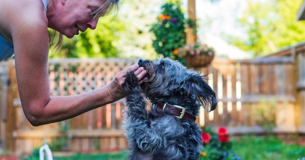 how-to-keep-your-dog-calm-during-grooming איך לשמור על הכלב שלך רגוע בזמן הטיפוח