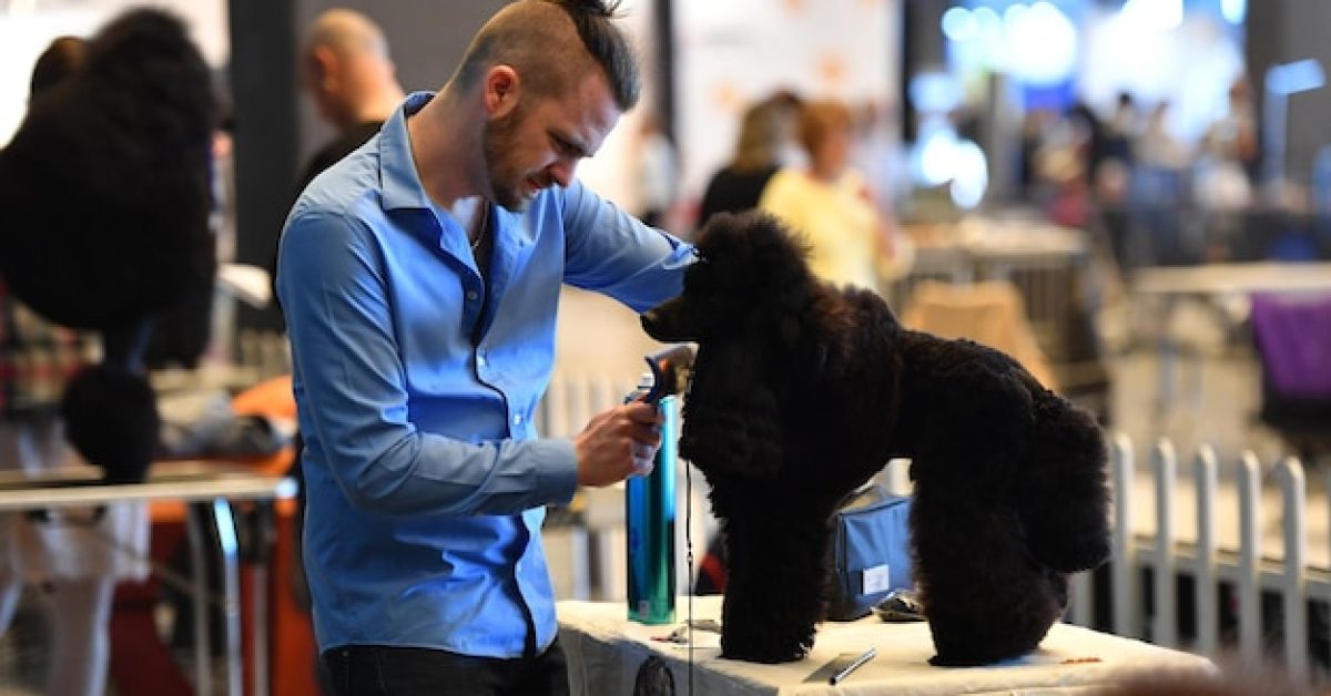 why-invest-in-professional-dog-grooming למה כדאי להשקיע בטיפוח מקצועי לכלב שלך?