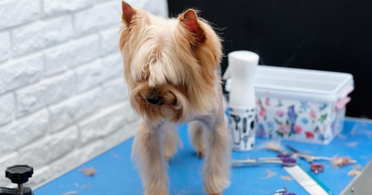 כשהפרווה מתארכת: איך לשמור על מראה מסודר ונעים לכלב שלך