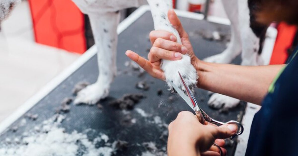 the-small-details-that-make-a-big-difference-in-dog-grooming הפרטים הקטנים שעושים הבדל גדול בטיפוח הכלב שלך