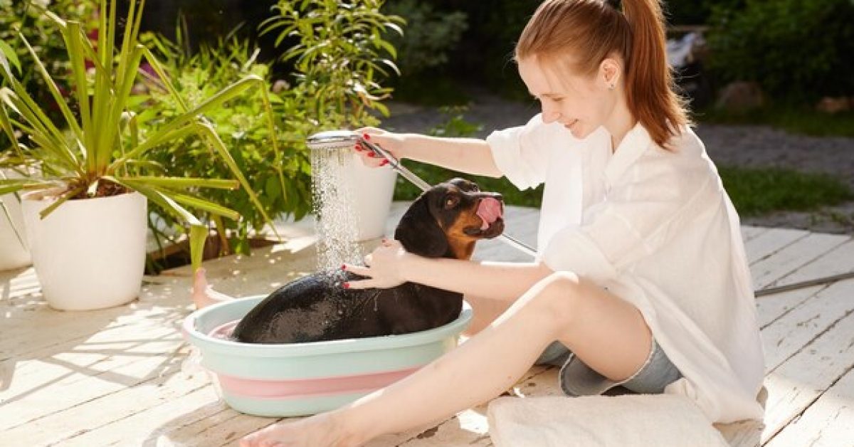 השלב שכלבך ממתין לו: איך להפוך את הרחצה לחוויה מרגיעה
