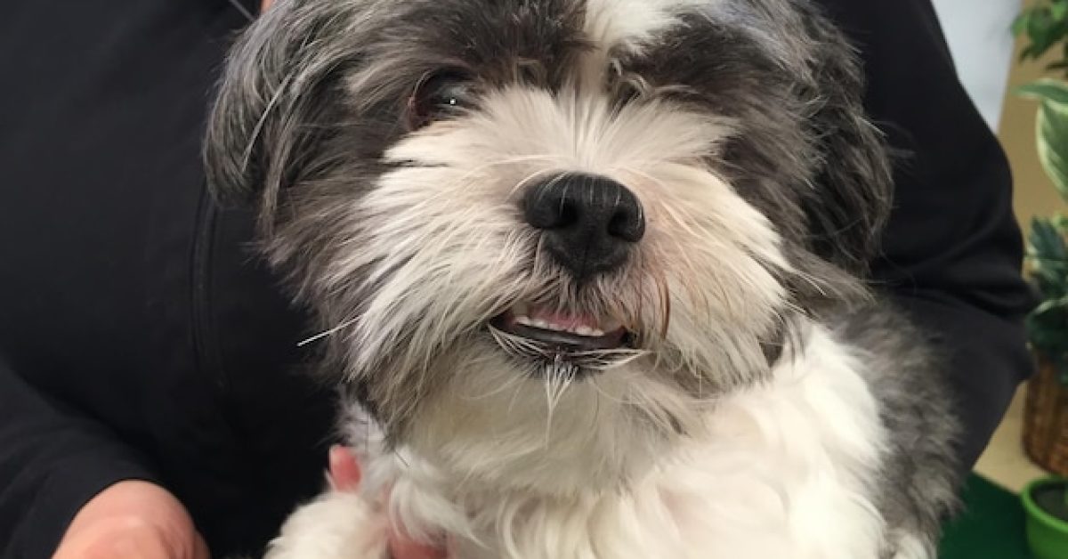 the-professional-touch-for-a-well-groomed-dog הטאצ' המקצועי שמעניק לכלב שלך מראה מטופח ונעים