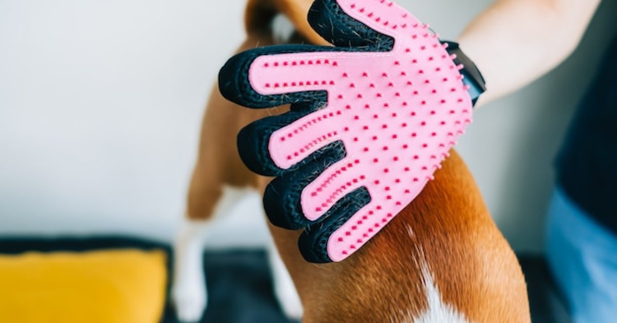 smart-grooming-routine-when-and-how-to-trim-your-dogs-fur שגרת טיפוח חכמה: מתי ואיך לקצר את הפרווה של הכלב שלך