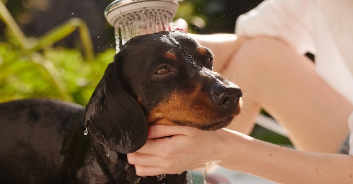 how-dog-bathing-affects-your-dogs-health לא רק סבון ומים: איך רחצה נכונה משפיעה על בריאות הכלב שלך
