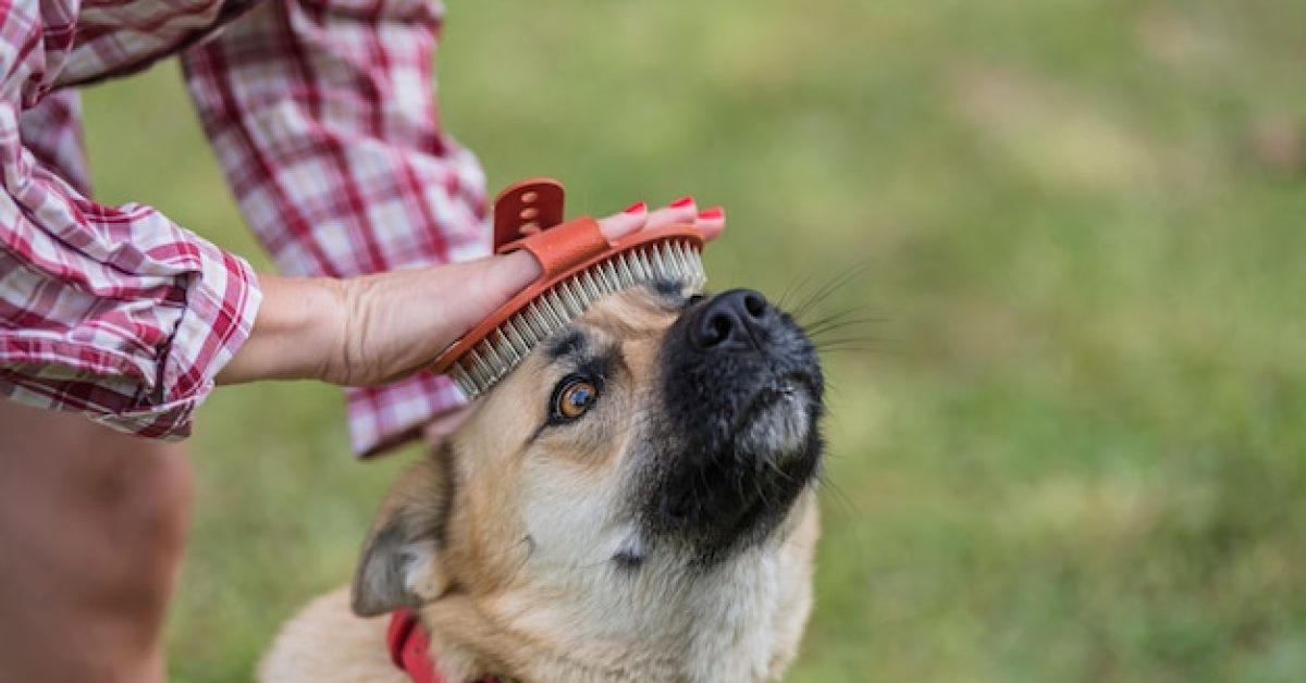 איך להעניק לכלב שלך חוויה של טיפוח מושלם מהשיער ועד לציפורניים