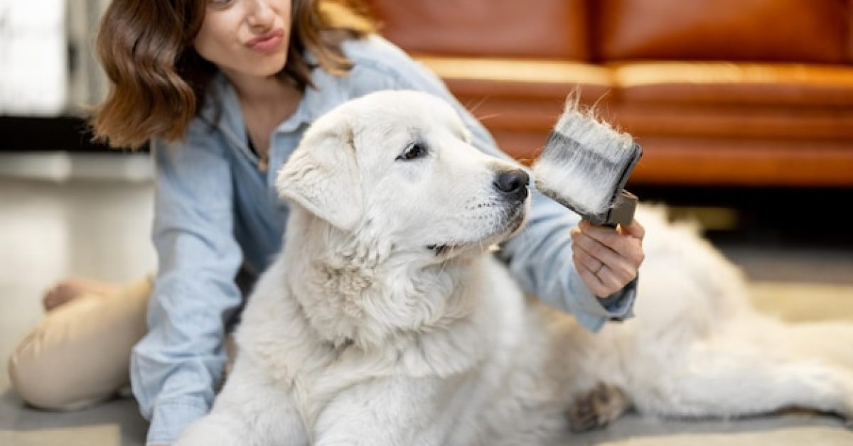 how-to-choose-best-grooming-style-for-your-dog לא רק קצוץ: איך לבחור את סגנון הטיפוח שמתאים בדיוק לכלב שלך