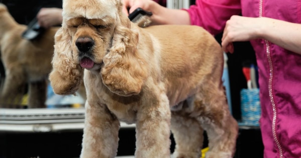 the-hidden-stages-of-dog-grooming השלבים הנסתרים של טיפוח כלבים שכולם שוכחים