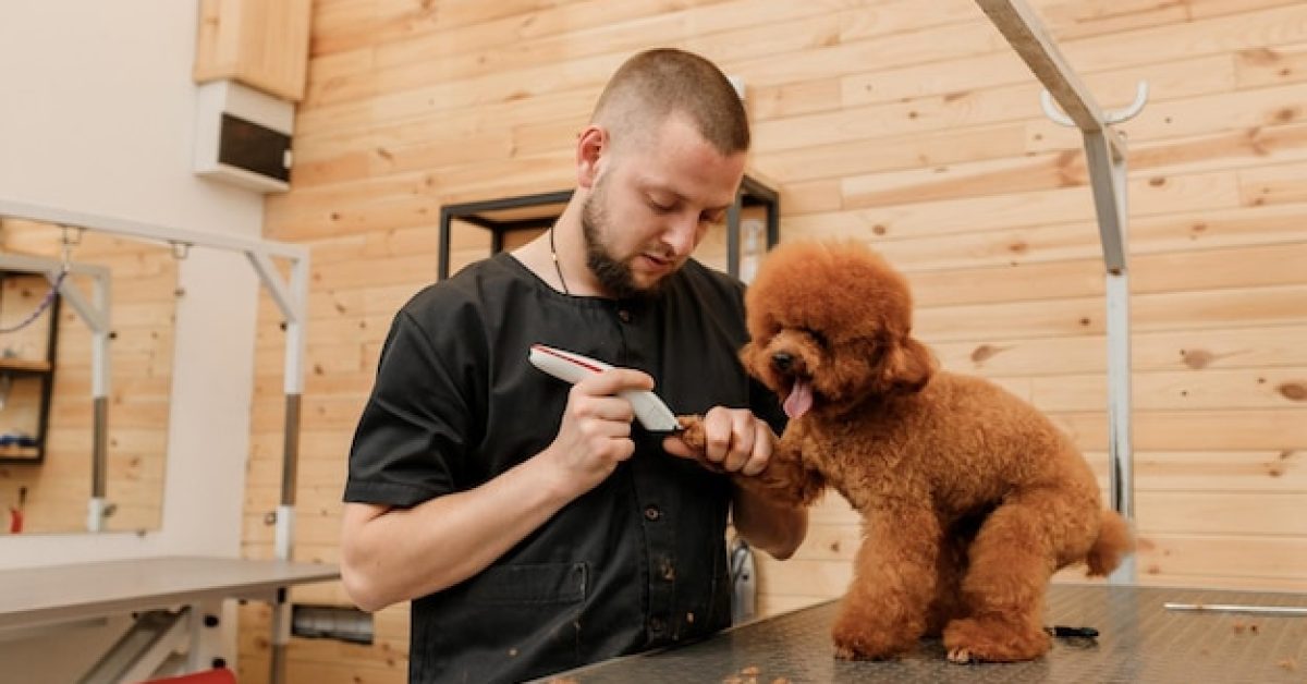 הטיפול המושלם לכלב שלך: מה חשוב לדעת על טיפוח וטיפול מקצועי
