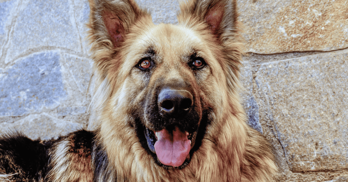 כלב זאב עם פרווה כפולה