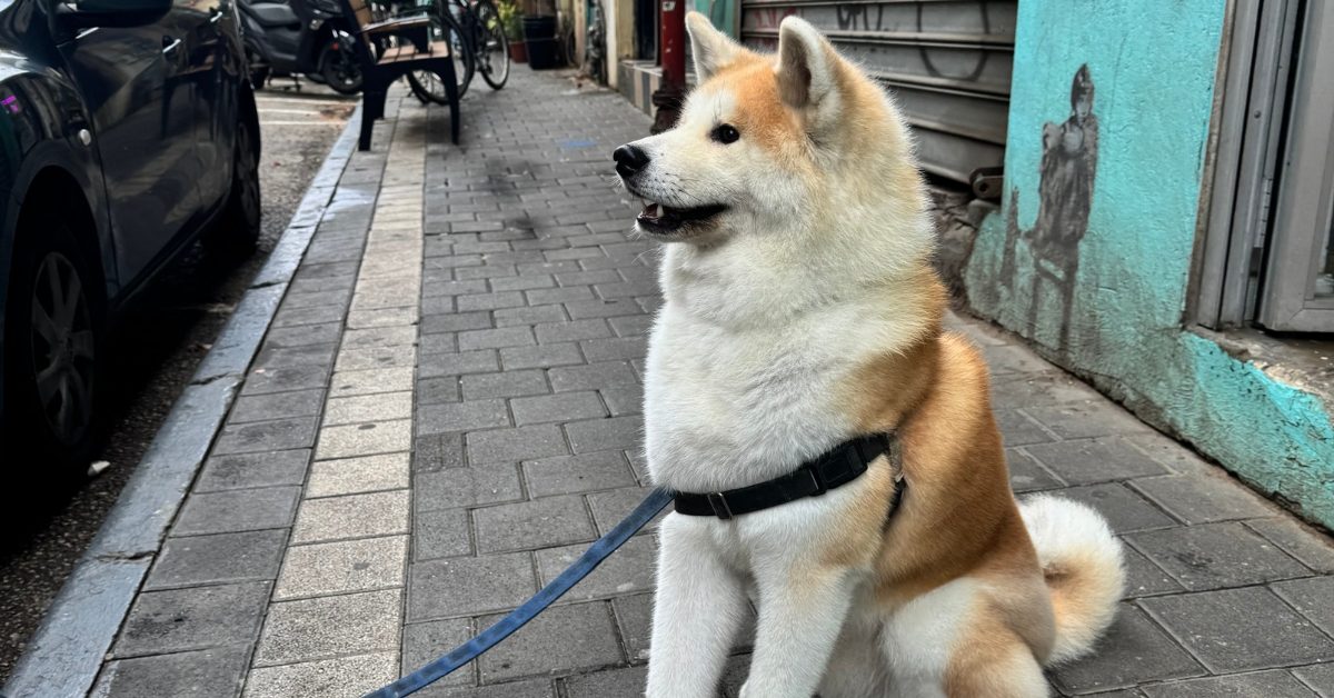 ללא שם (1200 x 628 פיקסל) (1)