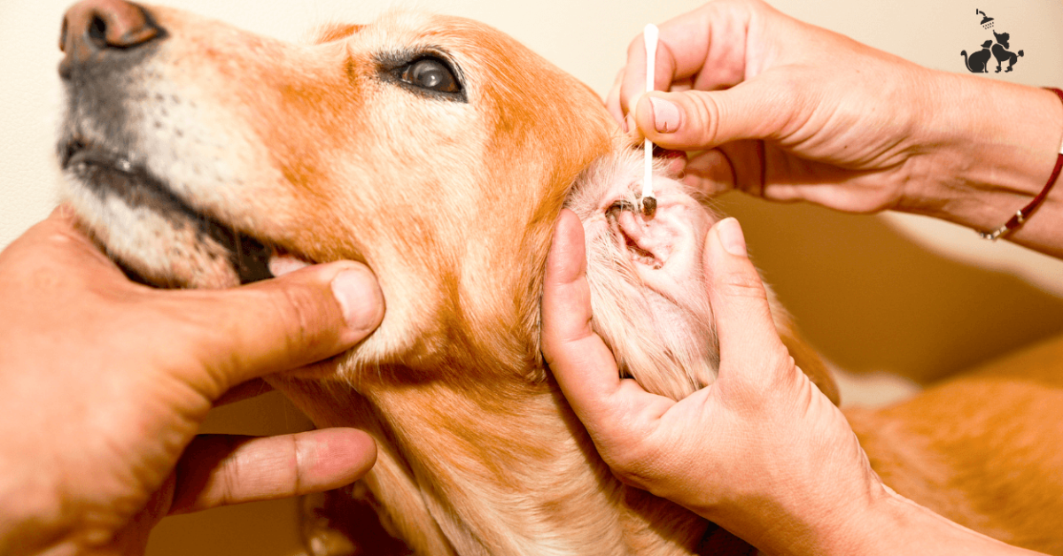 ניקוי אוזניים