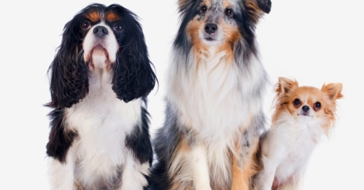 "שלושה כלבים מטופחים אחרי תספורת וטיפול ספא במספרת כלבטוש פלורנטין תל אביב"